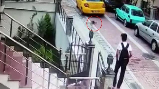 Köpeği ezerek öldüren sürücünün ehliyetine el konuldu Köpeği ezerek öldüren sürücünün ehliyetine el konuldu